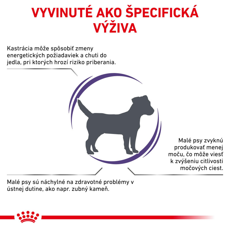vhn-neutered-adult-small-dog-11